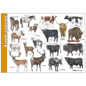 Herkenningskaart Grote grazers