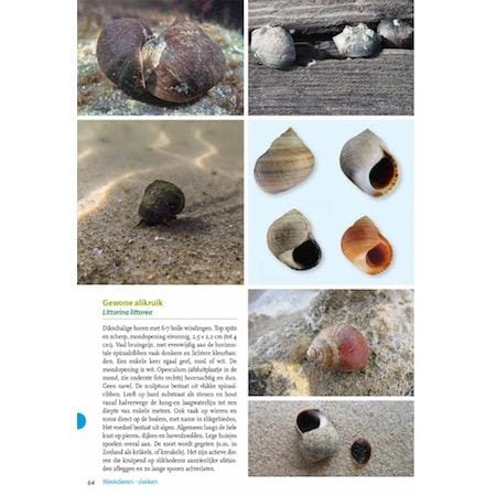 Basisgids Strandvondsten - Afbeelding 8